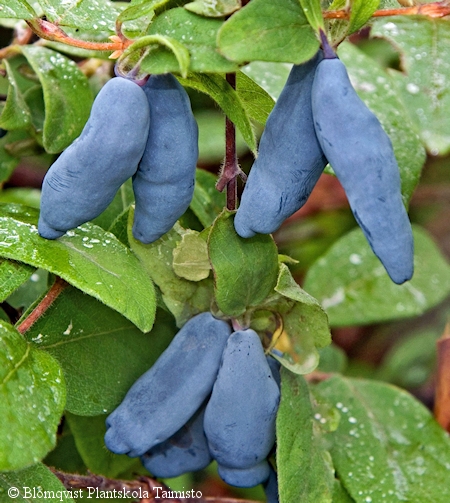 Lonicera caerulea var. kamtschatica 'Vostorg', makeasinikuusama